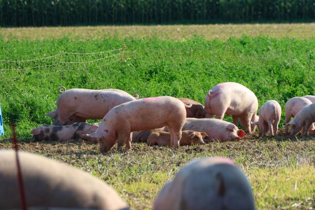 Schweine gro�teils gerettet: Tiertransportanh�nger auf Stra�e in Sipbachzell umgest�rzt