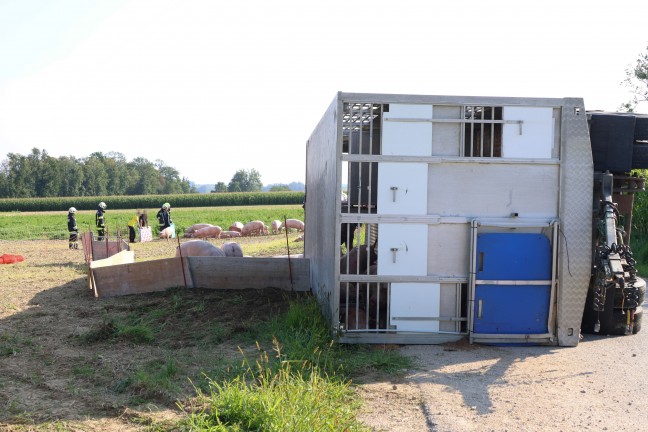Schweine gro�teils gerettet: Tiertransportanh�nger auf Stra�e in Sipbachzell umgest�rzt