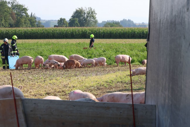Schweine gro�teils gerettet: Tiertransportanh�nger auf Stra�e in Sipbachzell umgest�rzt