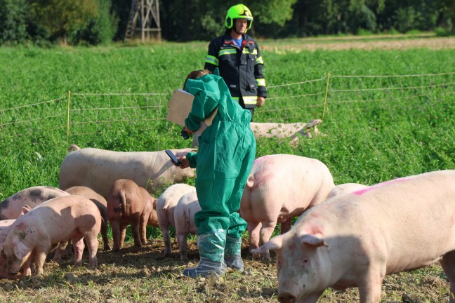 Schweine gro�teils gerettet: Tiertransportanh�nger auf Stra�e in Sipbachzell umgest�rzt