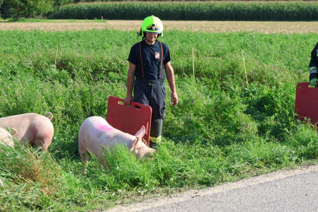 Schweine gro�teils gerettet: Tiertransportanh�nger auf Stra�e in Sipbachzell umgest�rzt