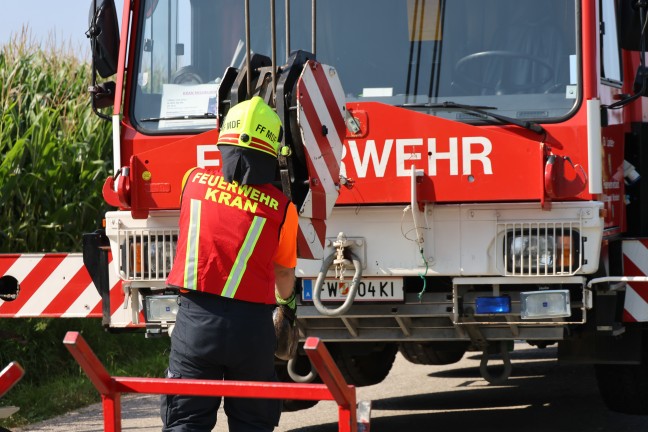 Schweine gro�teils gerettet: Tiertransportanh�nger auf Stra�e in Sipbachzell umgest�rzt
