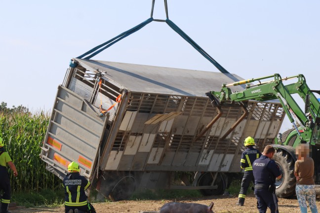 Schweine gro�teils gerettet: Tiertransportanh�nger auf Stra�e in Sipbachzell umgest�rzt
