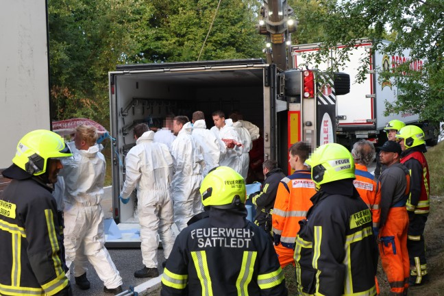 Steinerkirchen an der Traun: Mit Fleisch beladener LKW-Anh�nger in Kurvenbereich umgest�rzt