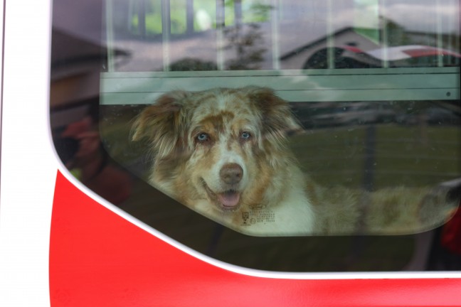 Mehrere Such- und Rettungshunde, Feuerwehren und Polizei bei Suchaktion in Ansfelden im Einsatz