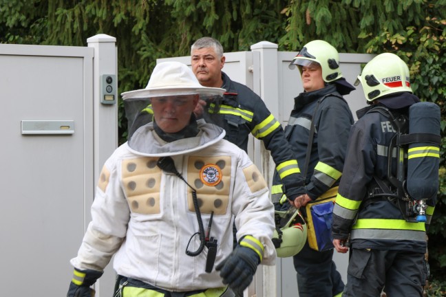 Hornissennest: Verstopfter Kamin sorgt f�r verrauchtes Wohnhaus in Wels-Pernau