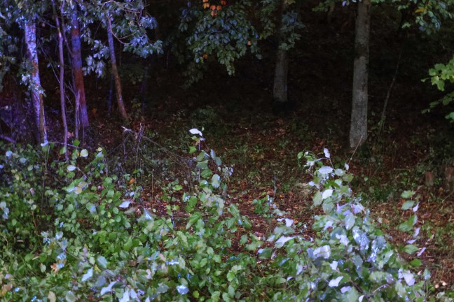 Einsatzkr�fte dreier Feuerwehren zu Personenrettung nach Verkehrsunfall bei Desselbrunn alarmiert