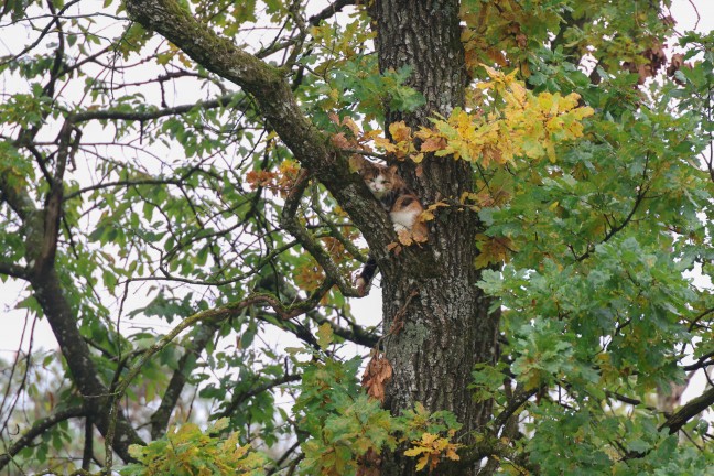 Katze auf Baum: Feuerwehr mit Drehleiter bei Tierrettung in Wels-Puchberg im Einsatz