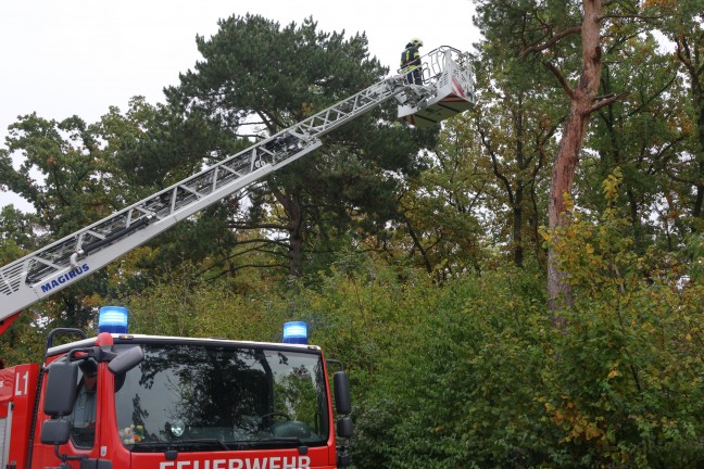 Katze auf Baum: Feuerwehr mit Drehleiter bei Tierrettung in Wels-Puchberg im Einsatz