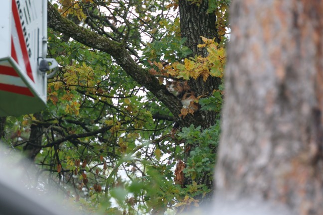 Katze auf Baum: Feuerwehr mit Drehleiter bei Tierrettung in Wels-Puchberg im Einsatz
