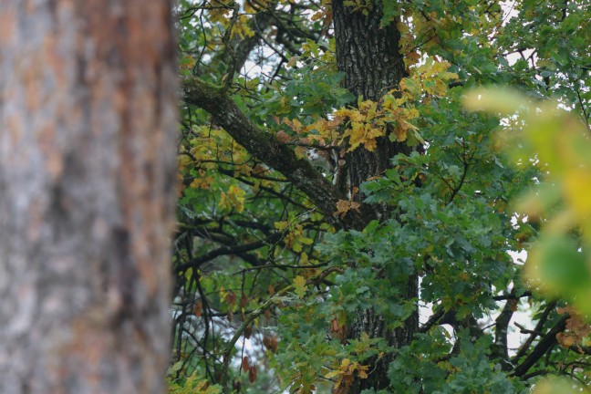 Katze auf Baum: Feuerwehr mit Drehleiter bei Tierrettung in Wels-Puchberg im Einsatz