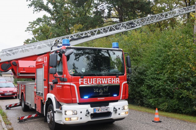 Katze auf Baum: Feuerwehr mit Drehleiter bei Tierrettung in Wels-Puchberg im Einsatz