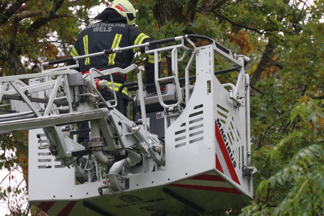 Katze auf Baum: Feuerwehr mit Drehleiter bei Tierrettung in Wels-Puchberg im Einsatz