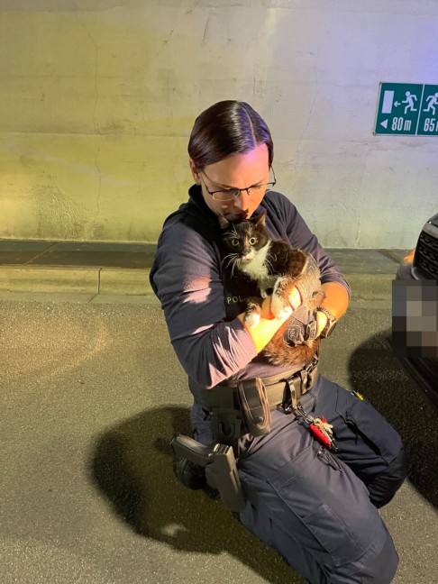 M�hlkreisautobahn: Ver�ngstigte Katze aus Tunnel Bindermichl in Linz gerettet