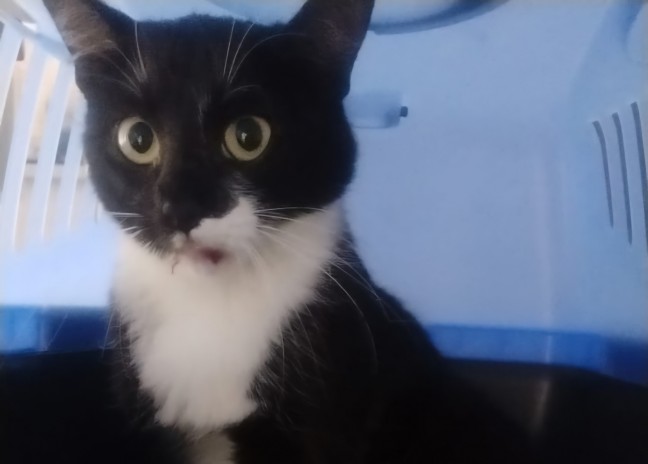 M�hlkreisautobahn: Ver�ngstigte Katze aus Tunnel Bindermichl in Linz gerettet