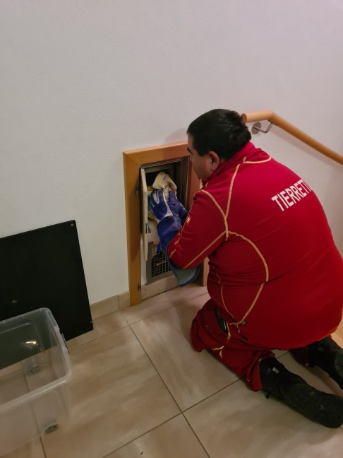 Tierrettung: Junger Waldkauz steckte in einem Kamin in Ottnang am Hausruck fest