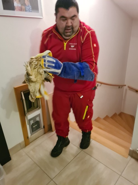 Tierrettung: Junger Waldkauz steckte in einem Kamin in Ottnang am Hausruck fest