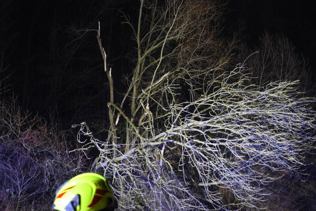 Baum umgest�rzt: Feuerwehr mit Teleskopmastb�hne in Steinerkirchen an der Traun im Einsatz
