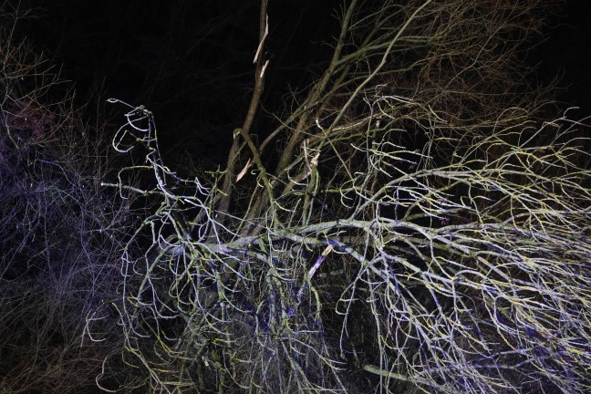 Baum umgest�rzt: Feuerwehr mit Teleskopmastb�hne in Steinerkirchen an der Traun im Einsatz