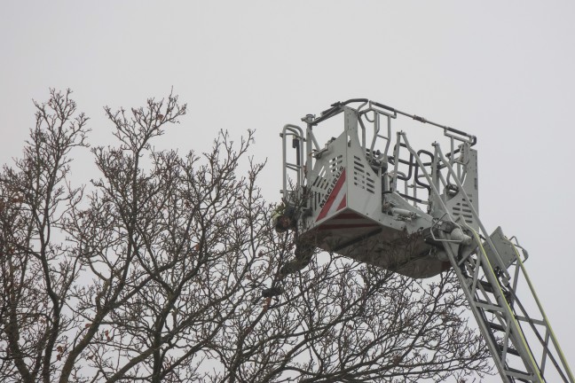 Drohnenbergung: Flugger�t mit Drehleiter der Feuerwehr von Baum in Wels-Innenstadt geholt
