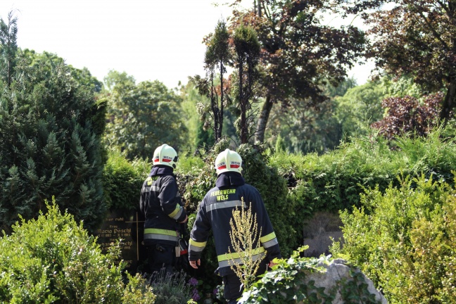 Heckenbrand am Welser Friedhof mit Gießkannen bereits weitgehend abgelöscht