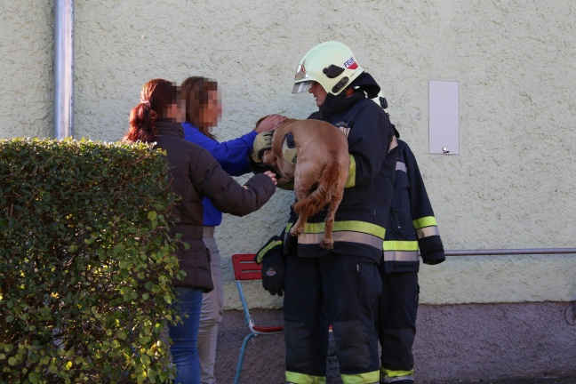 Bewohnerin und Hund bei Küchenbrand in Wels-Vogelweide aus Wohnung gerettet