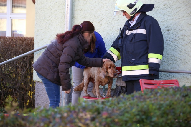 Bewohnerin und Hund bei Küchenbrand in Wels-Vogelweide aus Wohnung gerettet