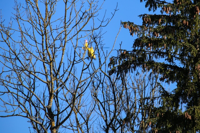 Notarzthubschrauber nach Sturz aus groer Hhe in Vorchdorf im Einsatz