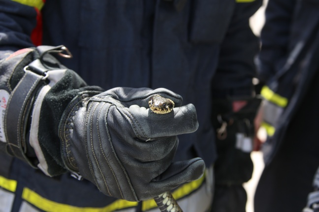 Ringelnatter von der Feuerwehr aus Wohnhaus in Kremsmünster gerettet