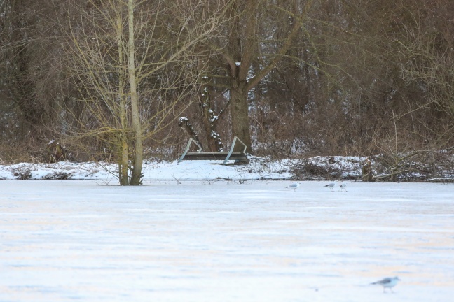 Versenkte Parkbänke in einem Teich sorgten für Einsatz der Feuerwehr in Wels-Vogelweide