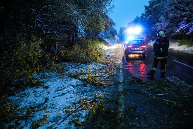 Wintereinbruch: Umgestürzte Bäume sorgen für viele Einsätze