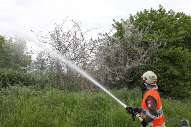 Bäume und Sträucher in Marchtrenk durch Feuerwehr von massivem Raupenbefall befreit