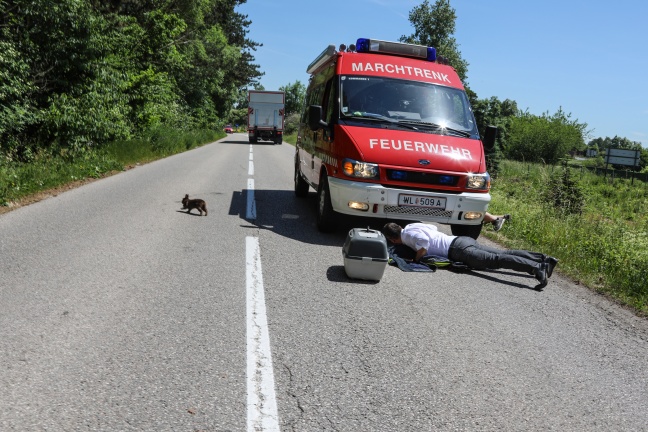 Feuerwehrmänner retten freilaufenden Zwerghasen von vielbefahrener Straße in Marchtrenk