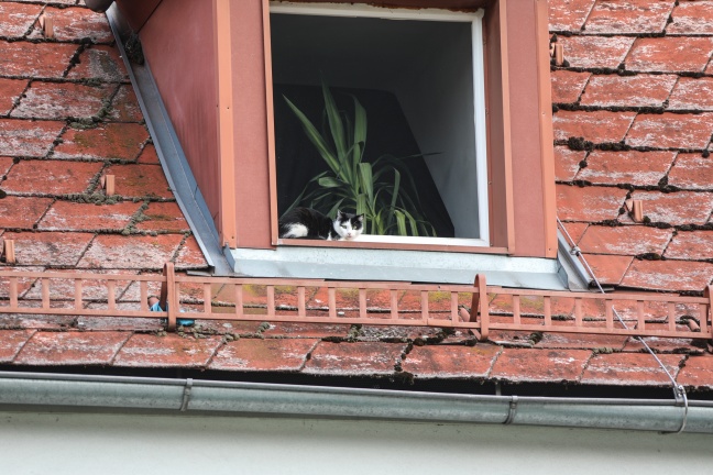 Katze "Peaches" mit Drehleiter der Feuerwehr vom Dach eines Hauses in Wels-Vogelweide gerettet