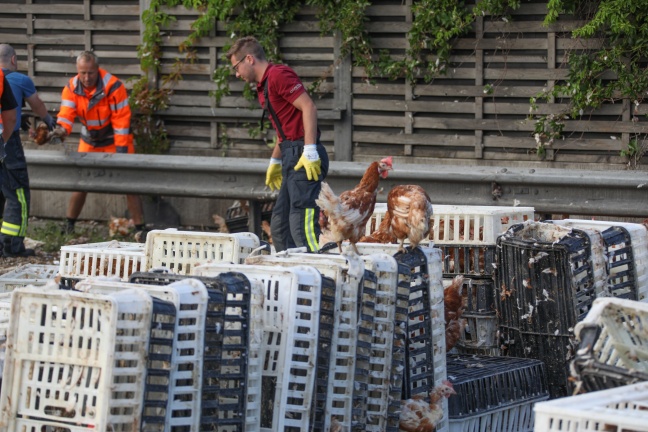 Tausende Hühner nach Unfall mit Tiertransporter auf der Autobahn