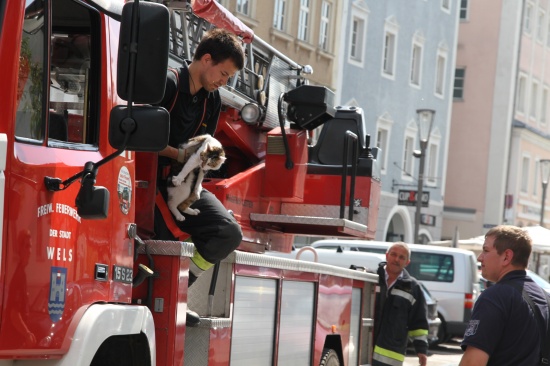 Feuerwehr rettet Katze vom Dach eines Hauses am Welser Stadtplatz