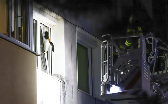Katze konnte sich bei Feuerwehreinsatz in Wels-Lichtenegg selbst aus Notlage befreien