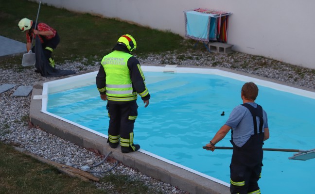 Entenfamilie in Gunskirchen von Feuerwehr aus Pool gefischt und zurück in die Natur begleitet