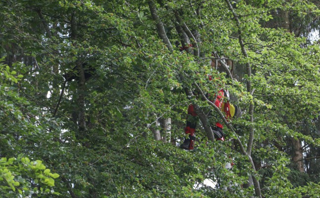 Höhenretter der Feuerwehr retten Katze aus luftiger Höhe von Baum