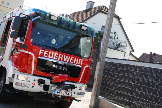 Junge Katze in Wels-Vogelweide durch Feuerwehr von Baum gerettet
