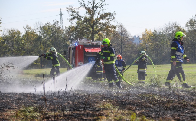 Drei Feuerwehren bei neuerlichem Flurbrand in Marchtrenk im Einsatz