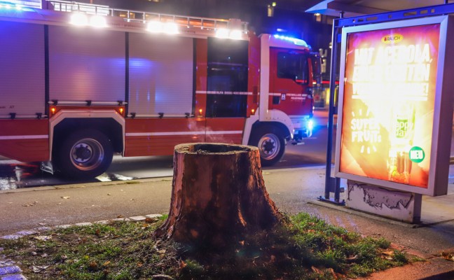 Brennender Baumstumpf sorgt fr Einsatz der Feuerwehr in Wels-Innenstadt