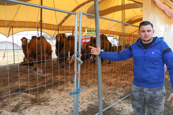 Anschlag auf Zirkus: Acht Kamele und weitere Tiere gelangten bei Traun auf viel befahrene Wiener Strae