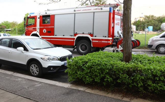 Glosenden Grnbewuchs unter Baum in Wels-Vogelweide gelscht