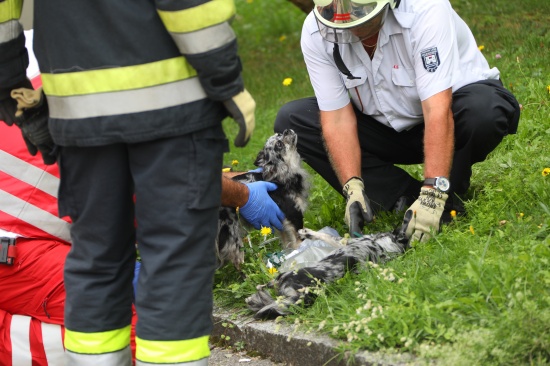 Drei Hunde bei Kchenbrand in Wels-Lichtenegg durch Feuerwehr und Sanitter gerettet
