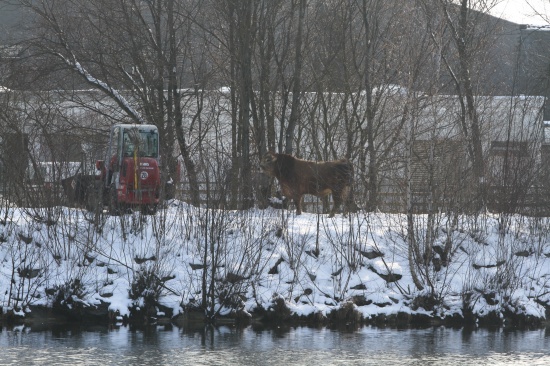 Polizei musste in Thalheim bei Wels entlaufenen Stier einfangen