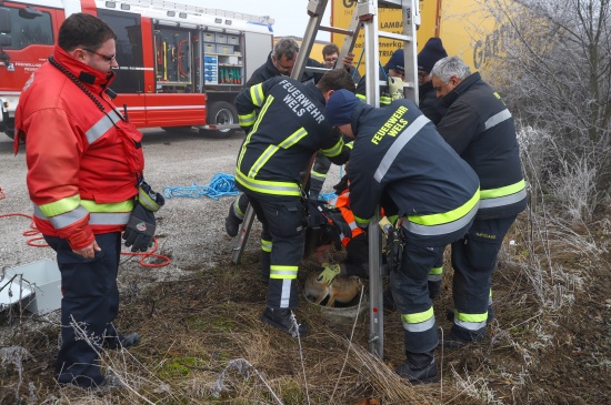 Feldhase in Wels-Vogelweide von Feuerwehr unverletzt aus Schacht gerettet