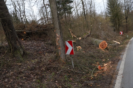 Schwer verletzt: Autolenker wollte bei Krenglbach umgestrztem Baum ausweichen und kracht gegen Baum