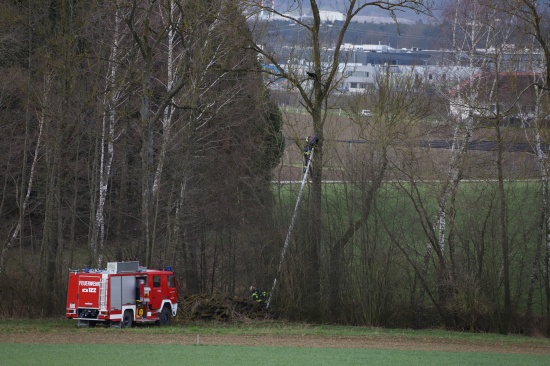 Katze lockte Einsatzkrfte bei Rettungsversuch von einem Baum in Holzhausen in luftige Hhe