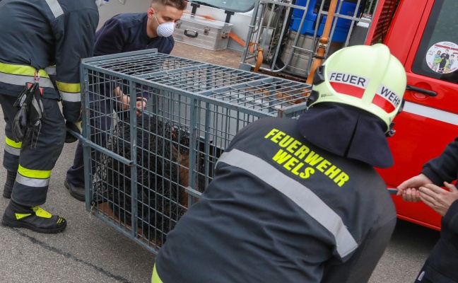 Feuerwehr rettet Rehbock in Wels-Innenstadt aus dem Mhlbach